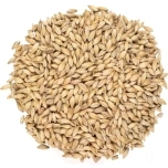 Õllelinnas Viking Pale Ale 4-7 EBC