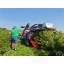 4966-8-oskar-a01-berry-harvester.jpg.webp