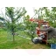 623-2-tree-shaker-pestka.jpg.webp